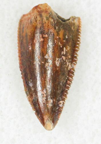 Serrated Raptor Tooth From Morocco - #20696